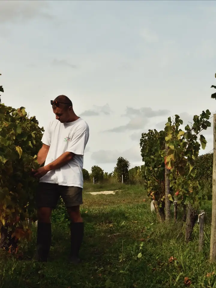 Contrôle des raisins dans un rang de vigne