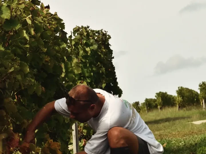 Cueillette d’une grappe de raisin noir dans les rangs