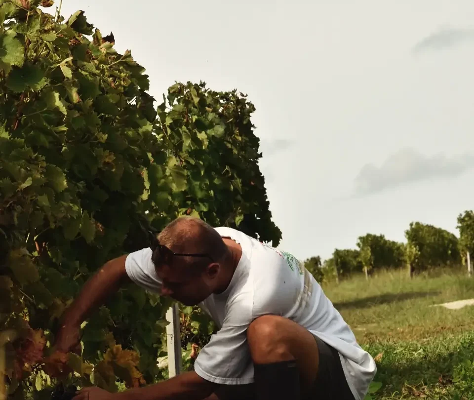 Cueillette d’une grappe de raisin noir dans les rangs