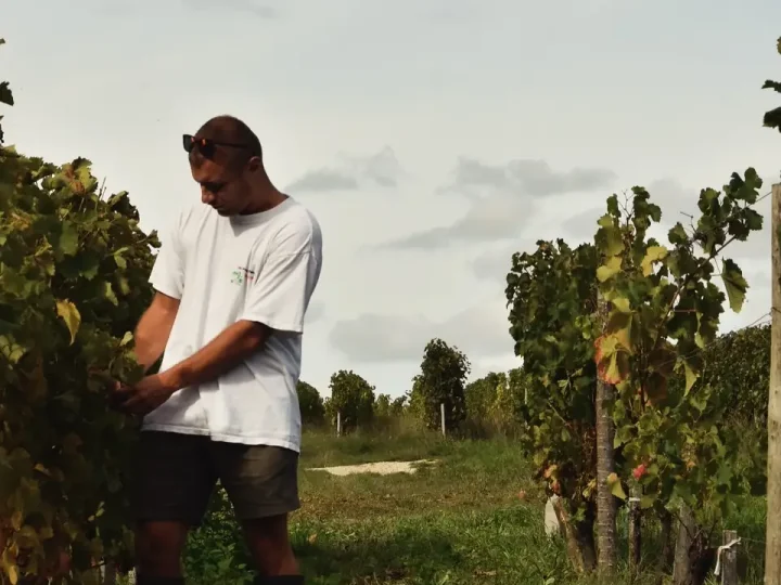 Contrôle des raisins dans un rang de vigne