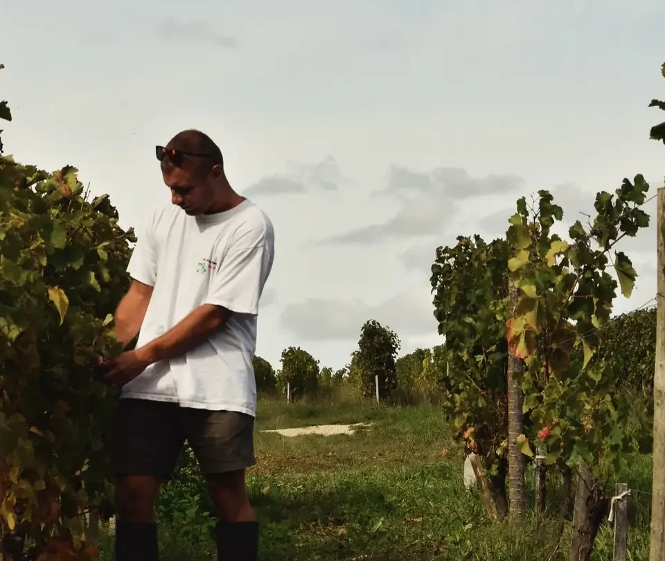 Contrôle des raisins dans un rang de vigne