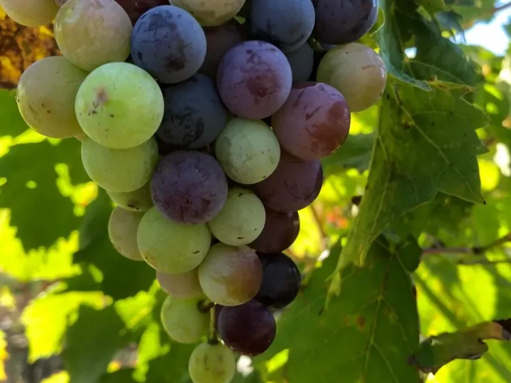 Grappe de raisin en véraison, aux grains verts, roses et violets